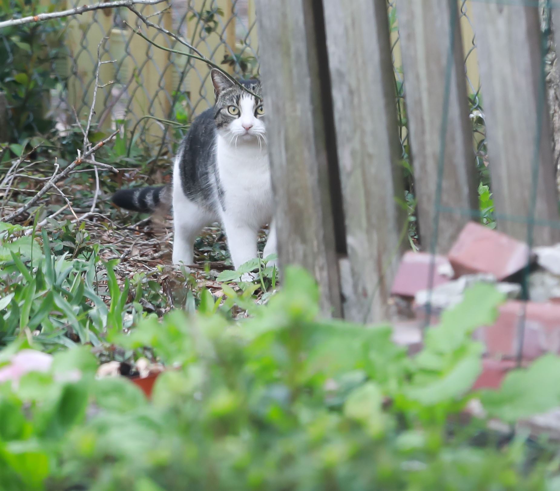 Around the Garden-3.jpg - El gato by Cat Cornish Photography