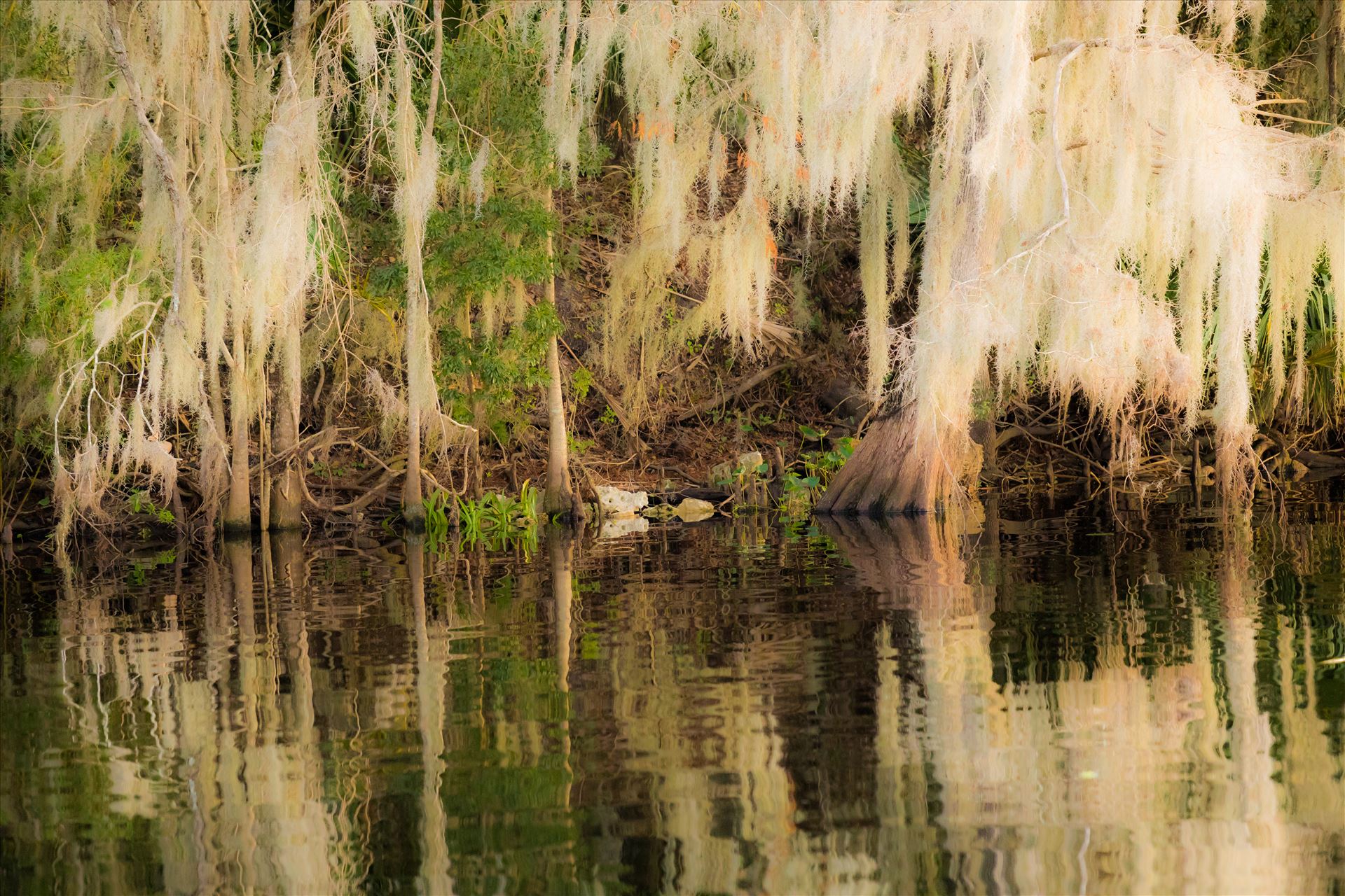 Reflections-2.jpg - Water reflection in swamp of the St John's River, Florida by Cat Cornish Photography