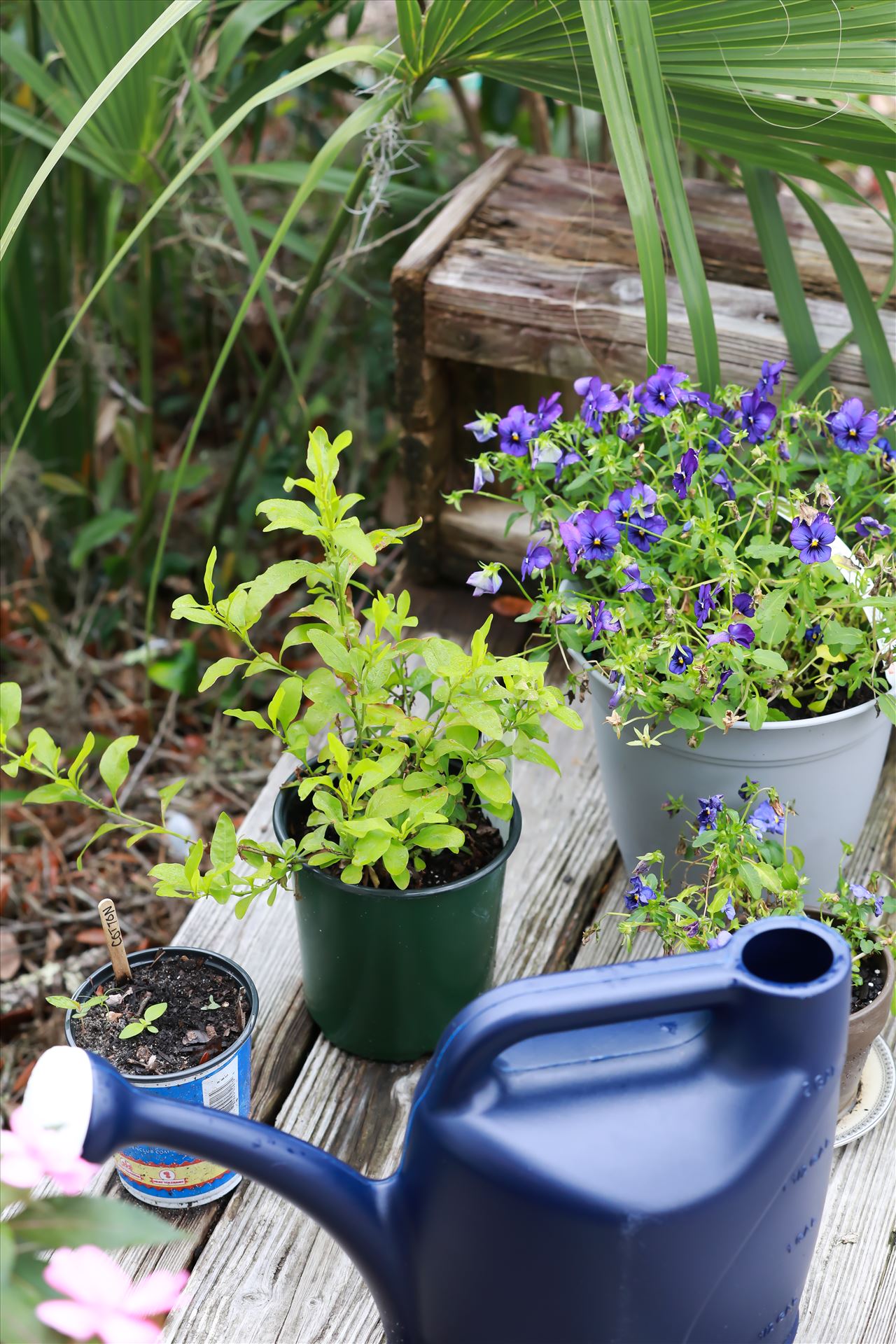 Around the Garden-7.jpg - Violas and watering can with a plumbago and cotton plant! by Cat Cornish Photography