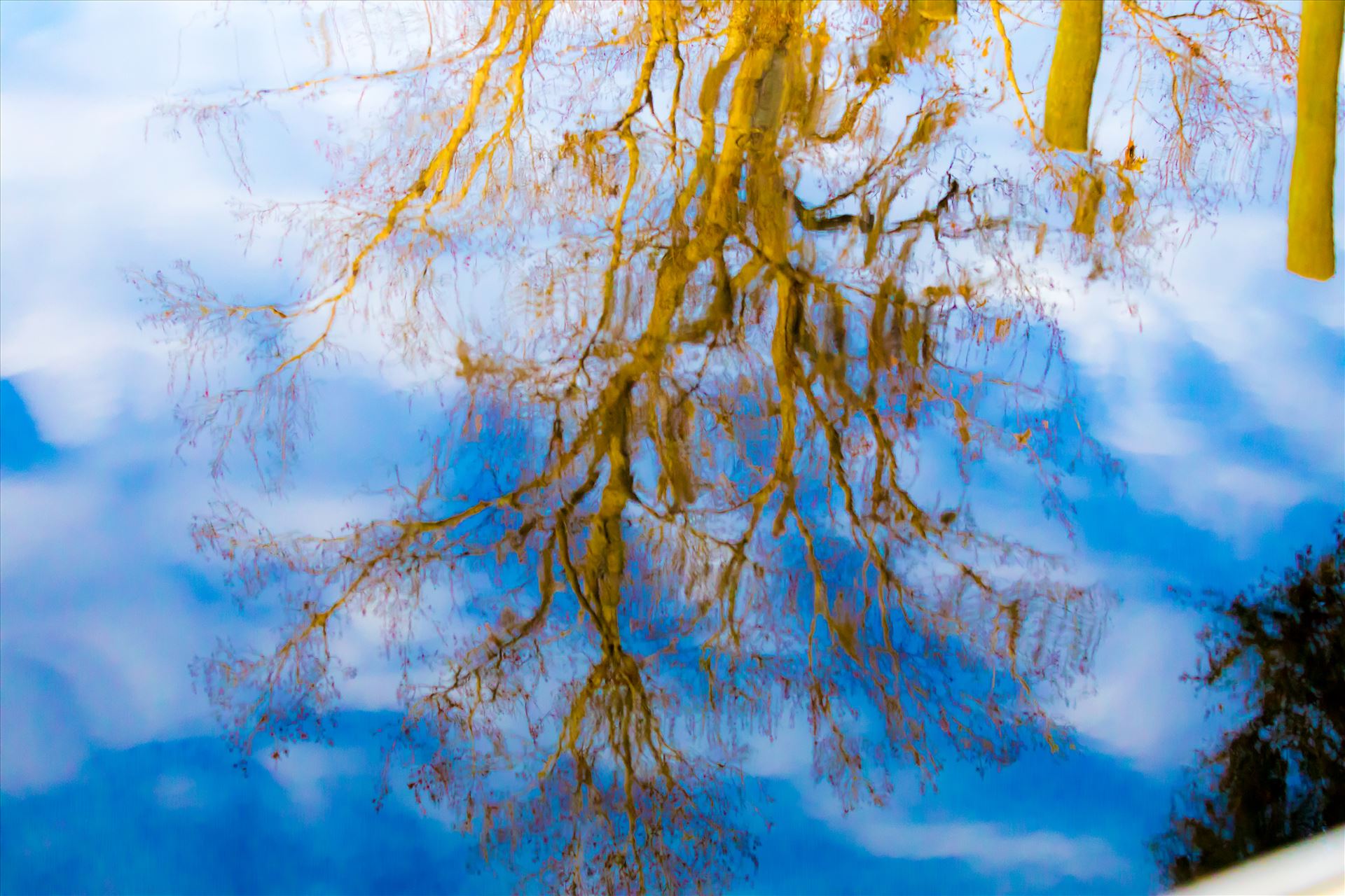Reflections-4.jpg - Blue Sky tree reflection on the water by Cat Cornish Photography