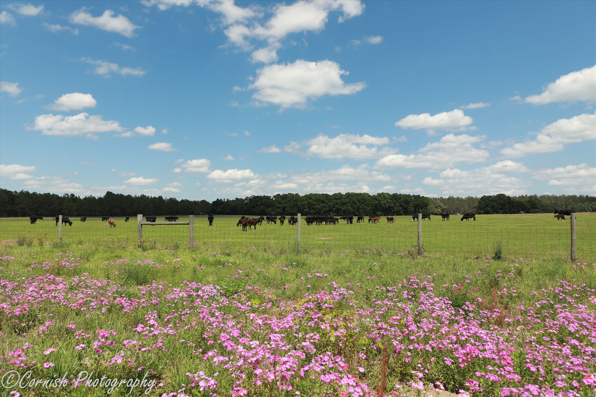 Spring Cows-4.jpg -  by Cat Cornish Photography