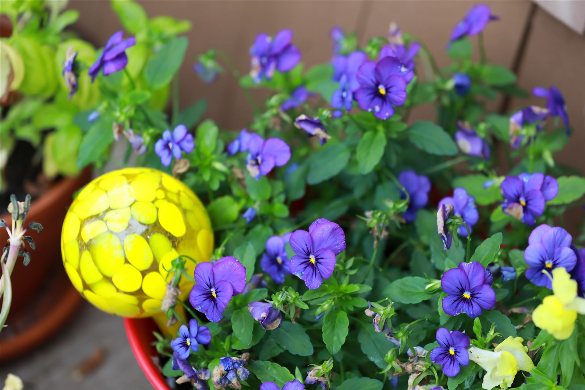Around the Garden-8.jpg - Purple pansies and yellow snapdragons with a glass water bulb by Cat Cornish Photography