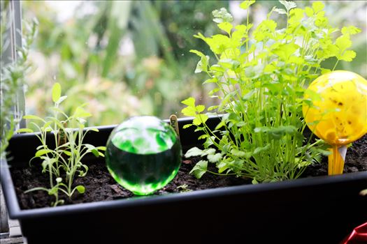 Glass bulb herb garden