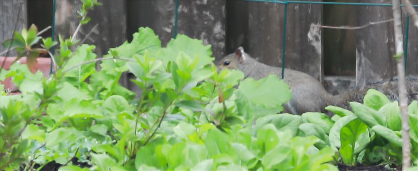 Caught a squirrel red handed among the radishes!