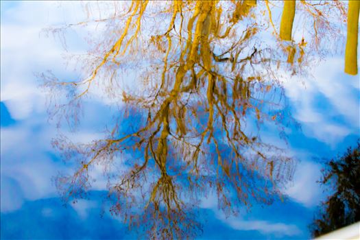 Blue Sky tree reflection on the water