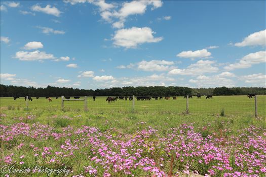 Preview of Spring Cows-4.jpg