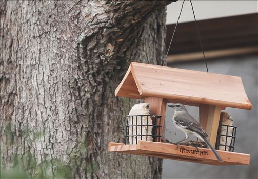 Bird on the bird feeder